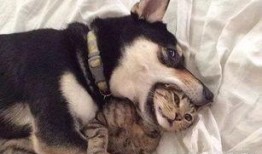 西安狗狗爆料事件视频曝光,视频曝光引发社会关注